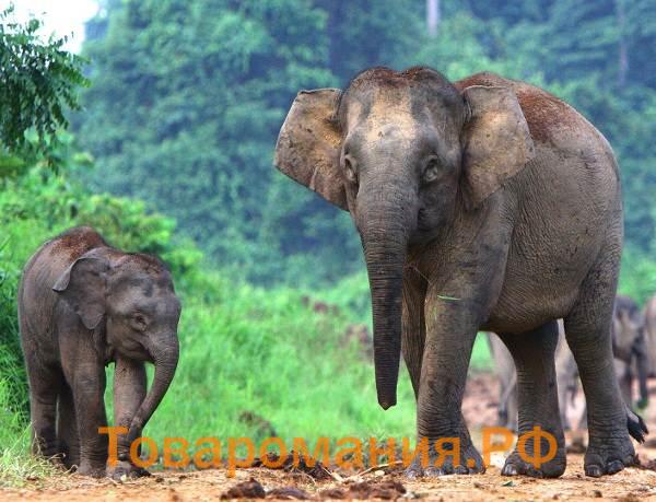 Виды-слонов-Описание-названия-и-фото-видов-слонов-13
