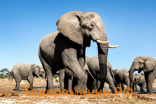 Виды-слонов-Описание-названия-и-фото-видов-слонов-2