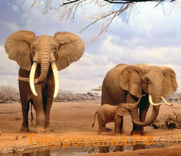 Виды-слонов-Описание-названия-и-фото-видов-слонов-4