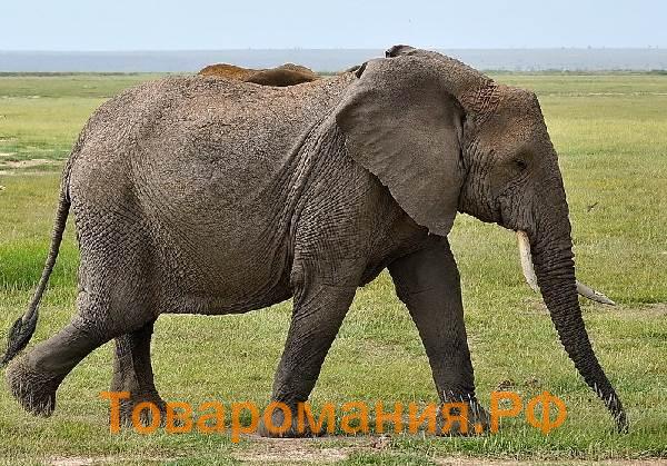 Виды-слонов-Описание-названия-и-фото-видов-слонов-5