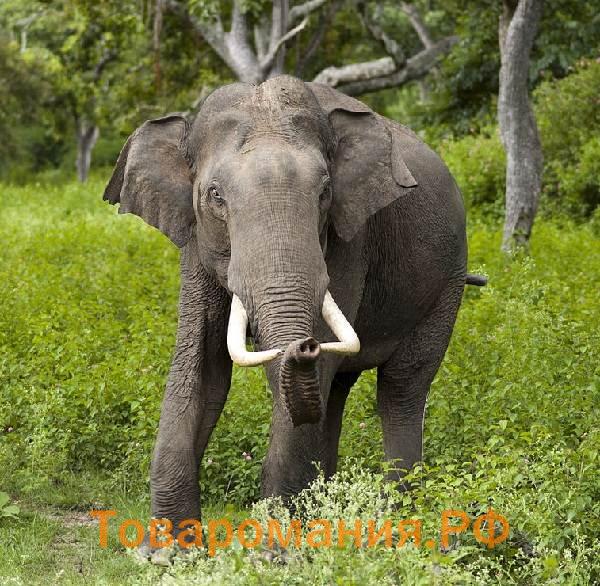 Виды-слонов-Описание-названия-и-фото-видов-слонов-6