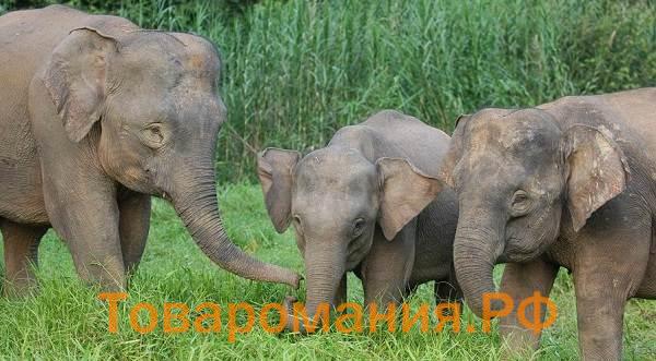 Виды-слонов-Описание-названия-и-фото-видов-слонов-7