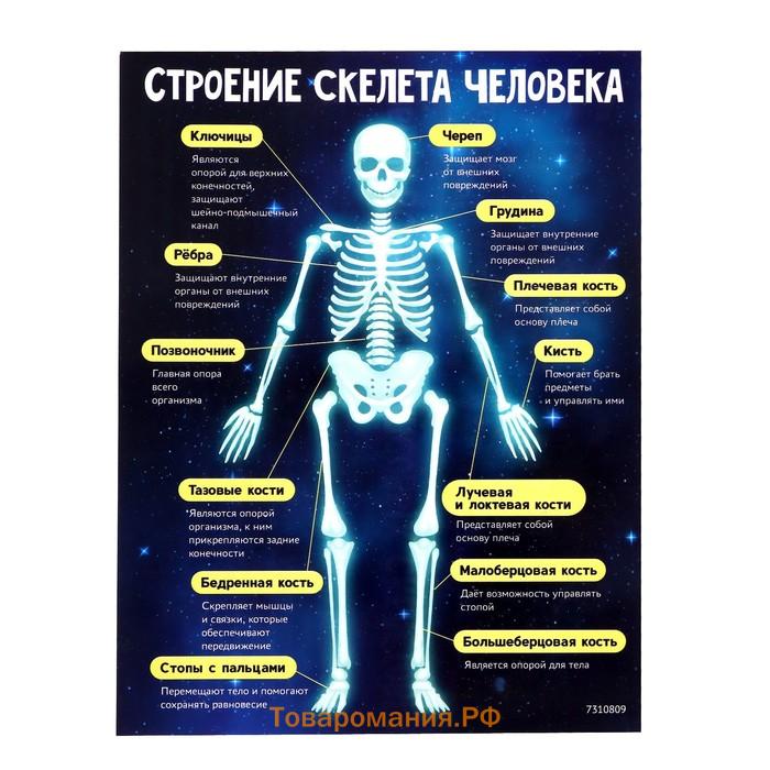 Набор для опытов «Скелет человека»